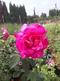 Róża Wielkokwiatowa "Parole" (Rosa)