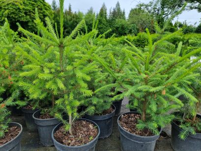 Świerk Serbski (Picea Omorika)