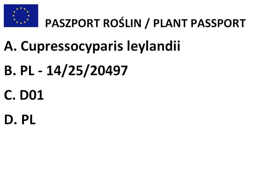 Cyprysowiec Leylanda 2001 (Cupressocyparis leylandii)