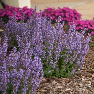 Kocimiętka Faassena "Cat's Pajamas" (Nepeta faassenii)