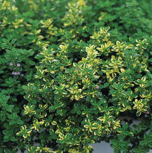 Macierzanka Cytrynowa " Doone Valley " ( Thymus Citriodorus )