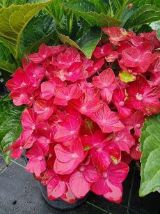 Hortensja Ogrodowa "Rembrandt Rosso Glory" (Hydrangea Macrophylla)