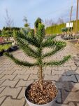 Araukaria Chilijska - Igława (Araucaria araucana) - 3