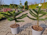 Araukaria Chilijska - Igława (Araucaria araucana) - 5