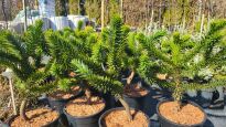 Araukaria Chilijska - Igława (Araucaria araucana) - 2
