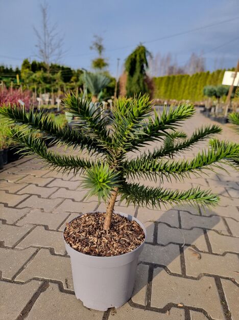 Araukaria Chilijska - Igława (Araucaria araucana)