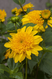 Słonecznik wielokwiatowy "Double Whammy" (Helianthus multiflorus)