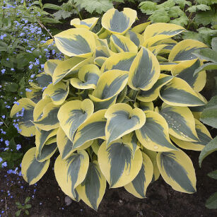 Funkia  "Autumn Frost" (Hosta)