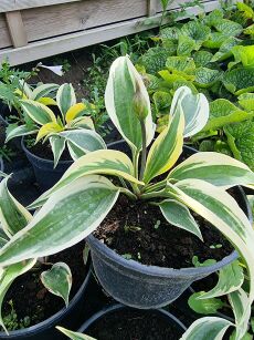 Funkia  "Autumn Frost" (Hosta)