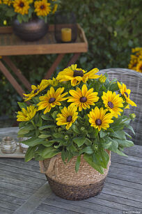 Rudbekia Sunbeckia®  "Maya" (Rudbeckia)