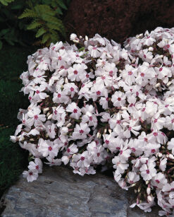 Płomyk Szydlasty "Amazing Grace" (Phlox Subulata)