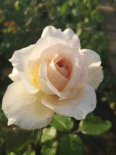 Róża Wielkokwiatowa "Chandos Beauty" (Rosa)