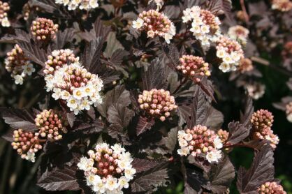 Pęcherznica Kalinolistna "Diabolo" (Physocarpus Opulifolius)