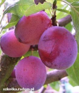 Śliwa "Opal" goły korzeń (Prunus domestica)