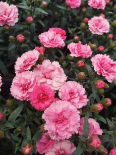 Goździk "Code Rose" (Dianthus Caryophyllus)