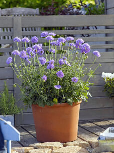 Driakiew Gołębia "Mariposa Blue" (Scabiosa columbaria)