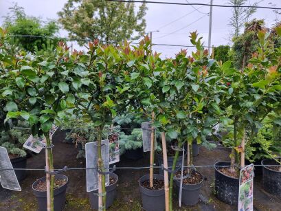 Ostrokrzew Meservy "Blue Maid" Pa (Ilex Maserveae)