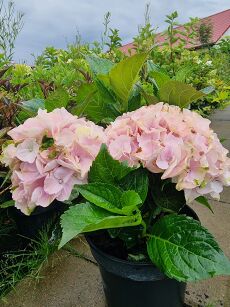 Hortensja Ogrodowa "Rembrandt Elegant Rosa" (Hydrangea Macrophylla)