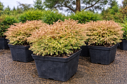 Żywotnik Zachodni "Golden Tuffet" (Thuja Occ.)