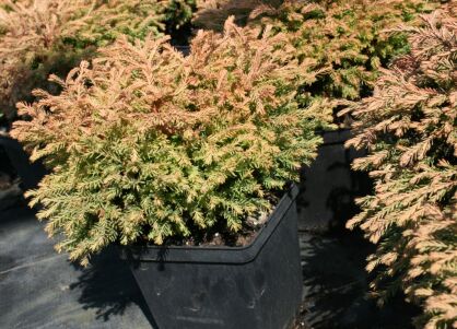 Żywotnik Zachodni "Golden Tuffet" (Thuja Occ.)