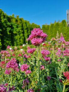 Ostrogowiec Czerwony "Coccineus" (Centranthus ruber)