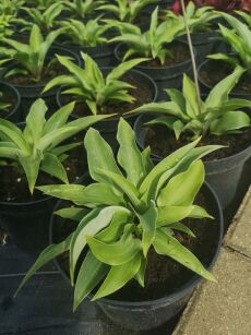 Funkia "Red Cadet" (Hosta)
