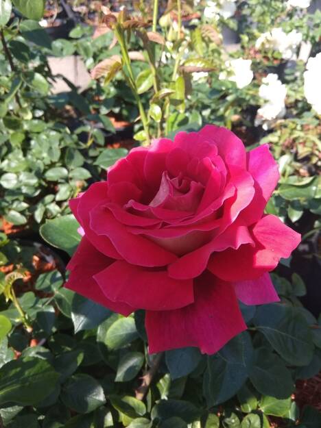 Róża Wielkokwiatowa 