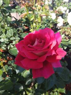Róża Wielkokwiatowa "Kronenbourg" (Rosa) 