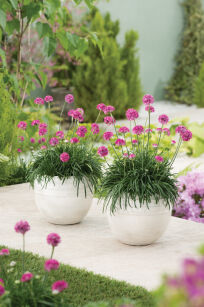 Zawciąg Nadmorski "Abbey Deep Rose" (Armeria Maritima)