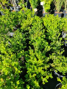 Bukszpan Drobnolistny "Faulkner" (Buxus Microphylla)
