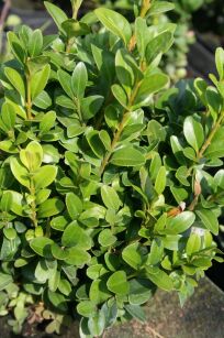 Bukszpan Drobnolistny "Faulkner" (Buxus Microphylla)