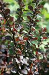 Berberys Thunberga 
