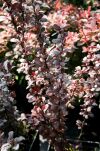 Berberys Thunberga 