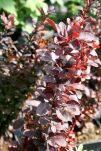 Berberys Thunberga 