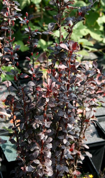 Berberys Thunberga 