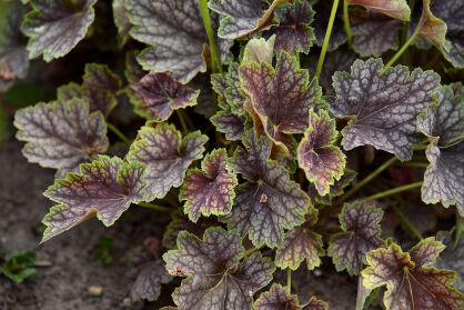 Żurawka "Beauty Colour" (Heuchera)