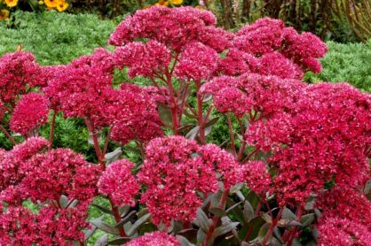 Rozchodnik "Thunderhead" (Sedum)