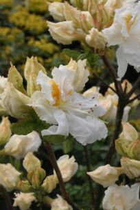 Azalia Wielkokwiatowa "Oxydol" (Rhododendron Mollis Azalea) 