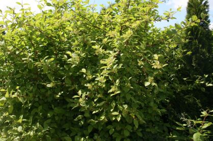 Dereń Biały "Sibirica" (Cornus Alba)