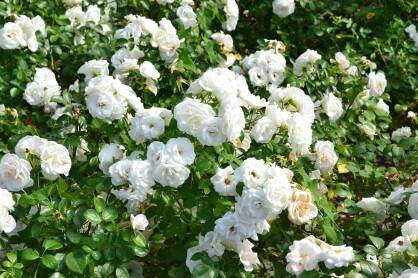 Róża Okrywowa "White Fairy" (Rosa)