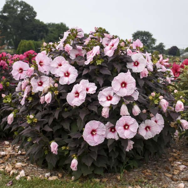 Hibiskus Bylinowy  