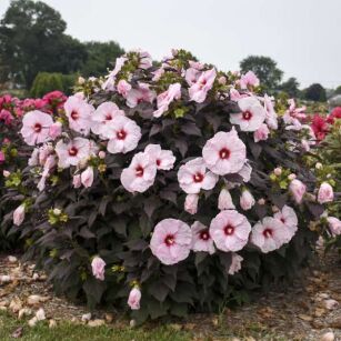 Hibiskus Bylinowy  "Dark Mystery"  (Hibiscus Summerific)