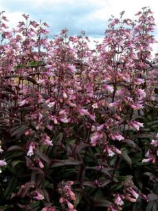 Penstemon naparstnicowaty "Dark Towers" (Penstemon)
