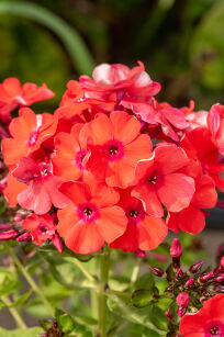 Płomyk wiechowaty "Orange Perfection" (Phlox Paniculata)