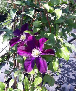 Powojnik "Warszawska Nike" (Clematis)
