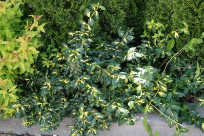 Trzmielina Fortune`a "Sunspot" (Euonymus Fortunei)