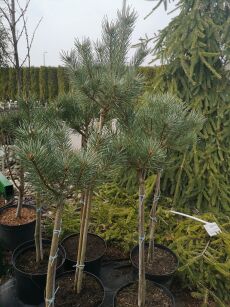 Sosna Pospolita "Watereri" szczepiona (Pinus Sylvestris) 