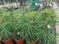 Sośnica Japońska  (Sciadopitys Verticillata) - 2