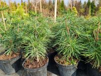Sośnica Japońska  (Sciadopitys Verticillata) - 7