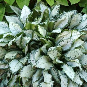 Miodunka  "Moonshine" (Pulmonaria )